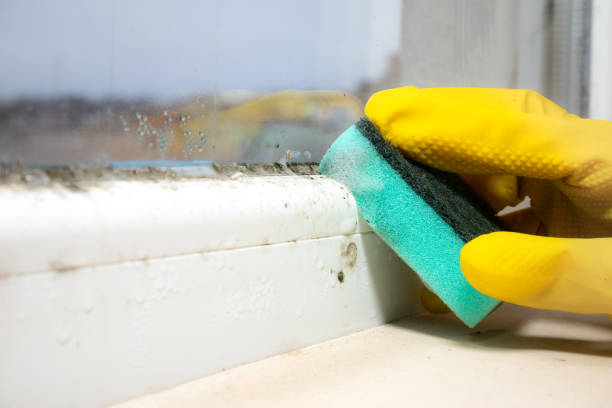 Best Industrial Mold Remediation in Dakota City, NE