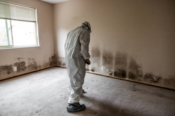 Best Kitchen Mold Remediation in Dakota City, NE